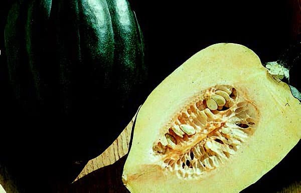 Table Ace Hybrid Winter Squash Seeds - Blessings Grow Meadows