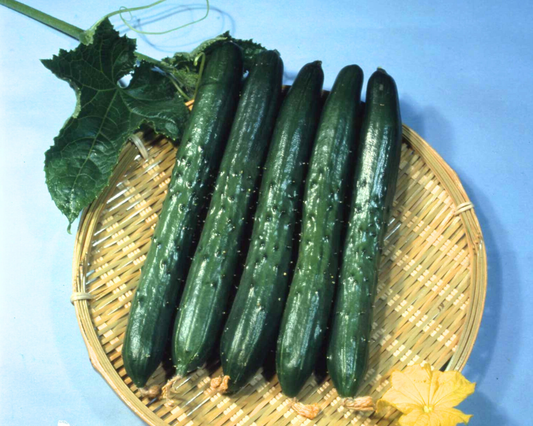 Tasty King Japanese Hybrid Cucumber Seeds - Blessings Grow Meadows