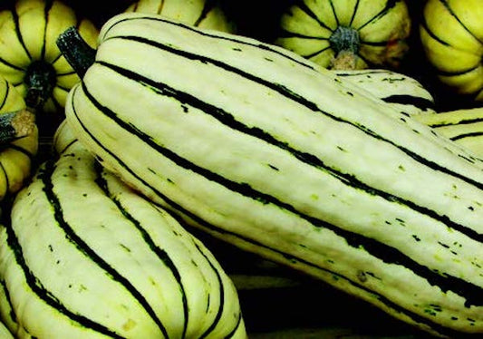 Delicata or Sweet Potato Winter Squash Seeds - Blessings Grow Meadows