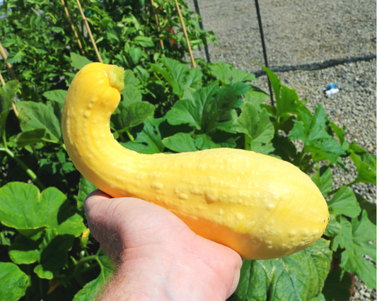 Dixie Yellow Crookneck Hybrid Summer Squash Seeds - Blessings Grow Meadows