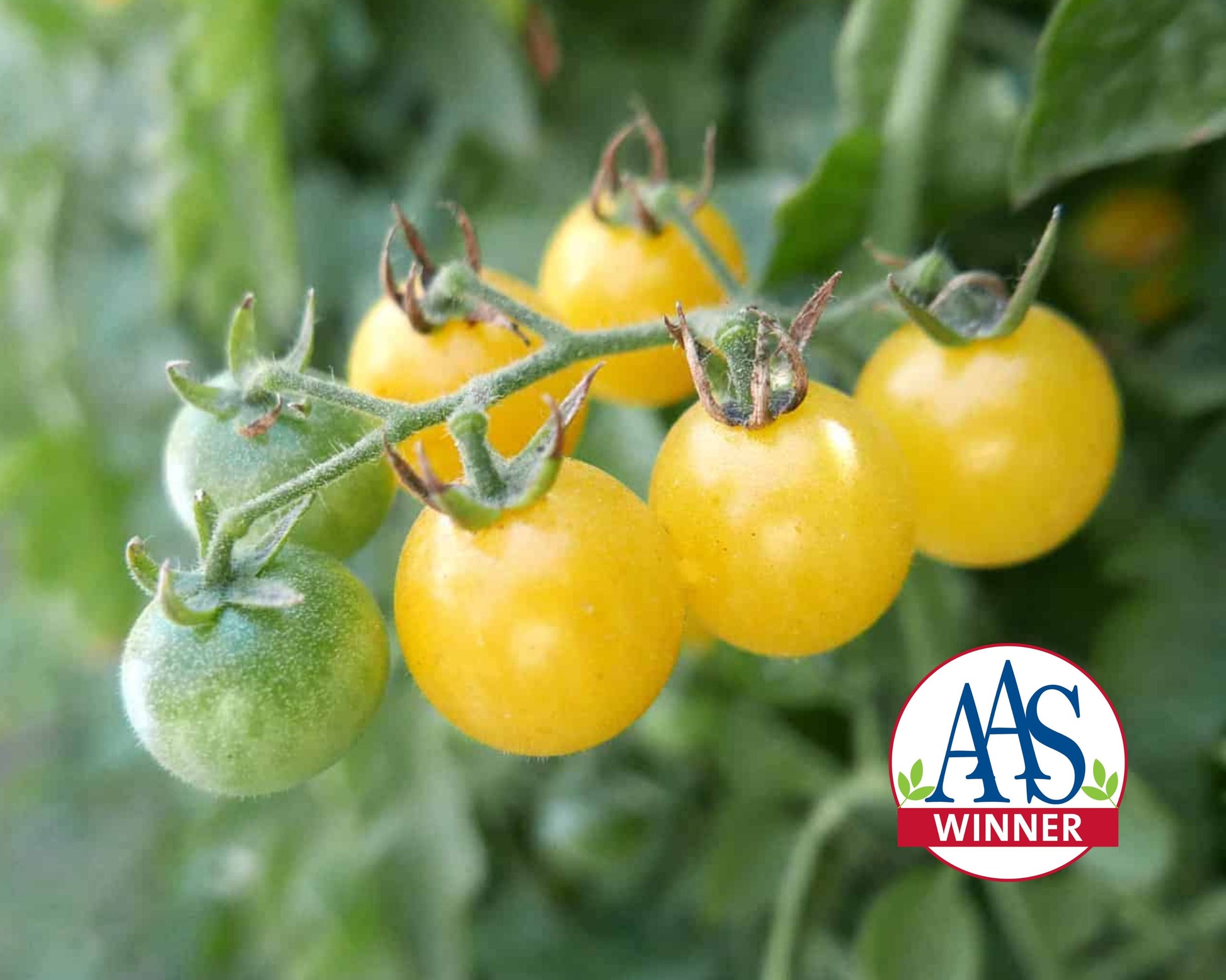 Firefly Hybrid Tomato Seeds - Blessings Grow Meadows