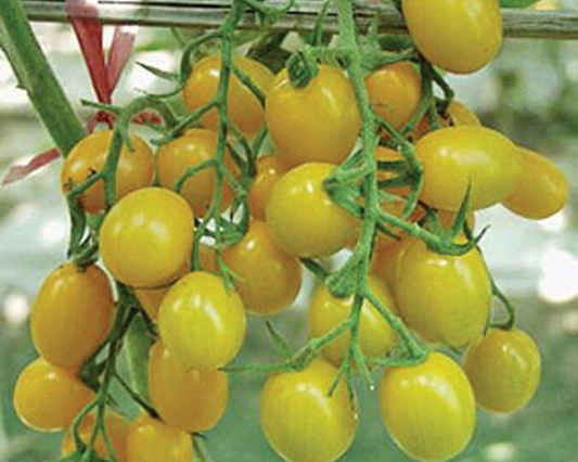 Jelly Bean Yellow Hybrid Tomato Seeds - Blessings Grow Meadows