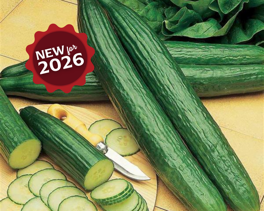 Telegraph Improved Cucumber Seeds - Blessings Grow Meadows