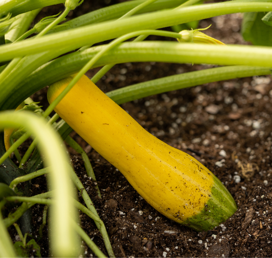Zephyr Hybrid Summer Squash Seeds - Blessings Grow Meadows