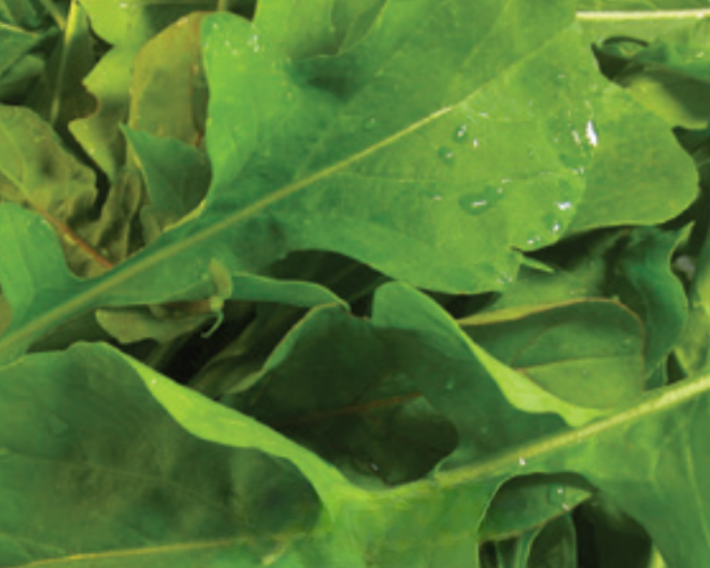 Arugula Seeds - Blessings Grow Meadows