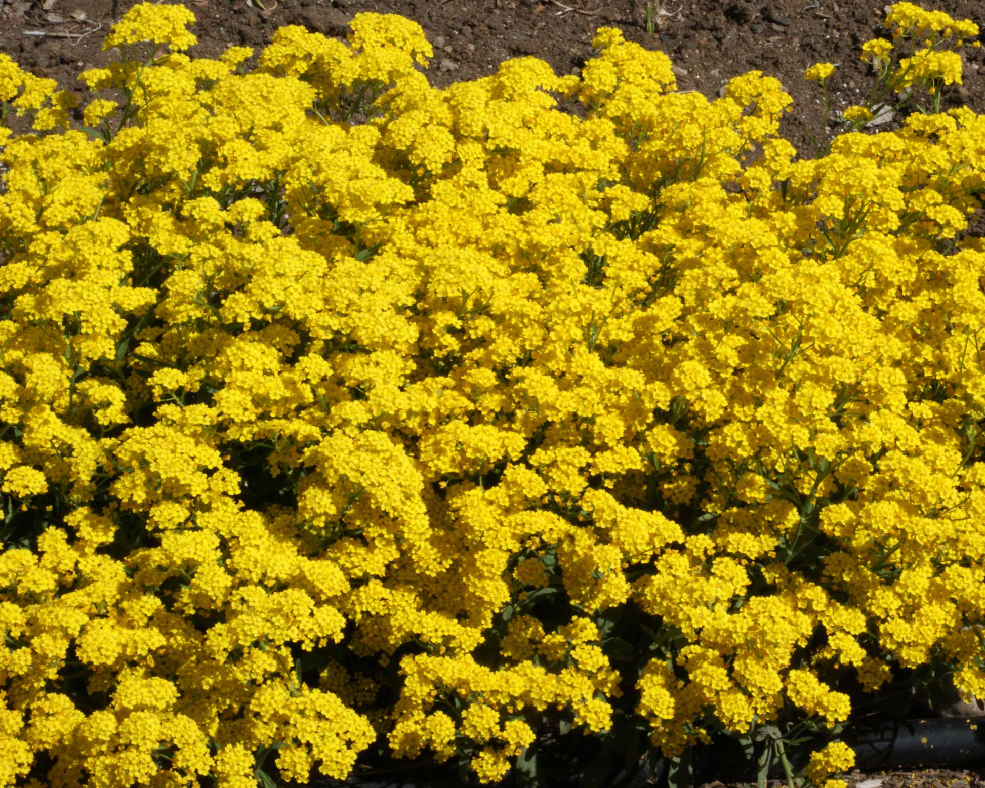 Basket of Gold Alyssum Seeds - Blessings Grow Meadows