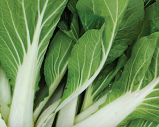 Bok Choi (Pak Choi) Seeds - Blessings Grow Meadows