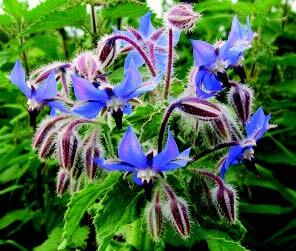 Borage Seeds - Blessings Grow Meadows