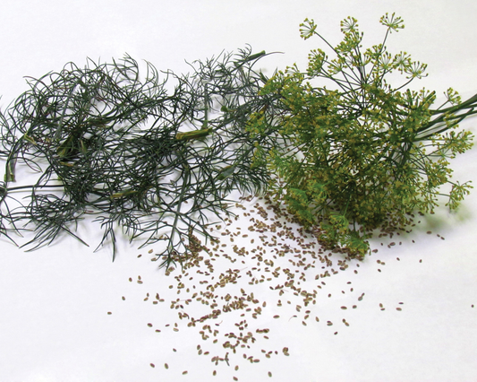Bouquet Dill Seeds - Blessings Grow Meadows