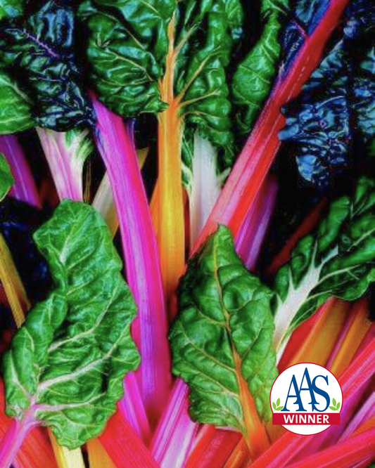 Bright Lights Swiss Chard Seeds packet from Seeds 'n Such showing colorful seed packet with 200 seeds for vibrant leafy greens.