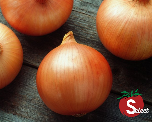 Candy Hybrid Onion Seeds - Blessings Grow Meadows