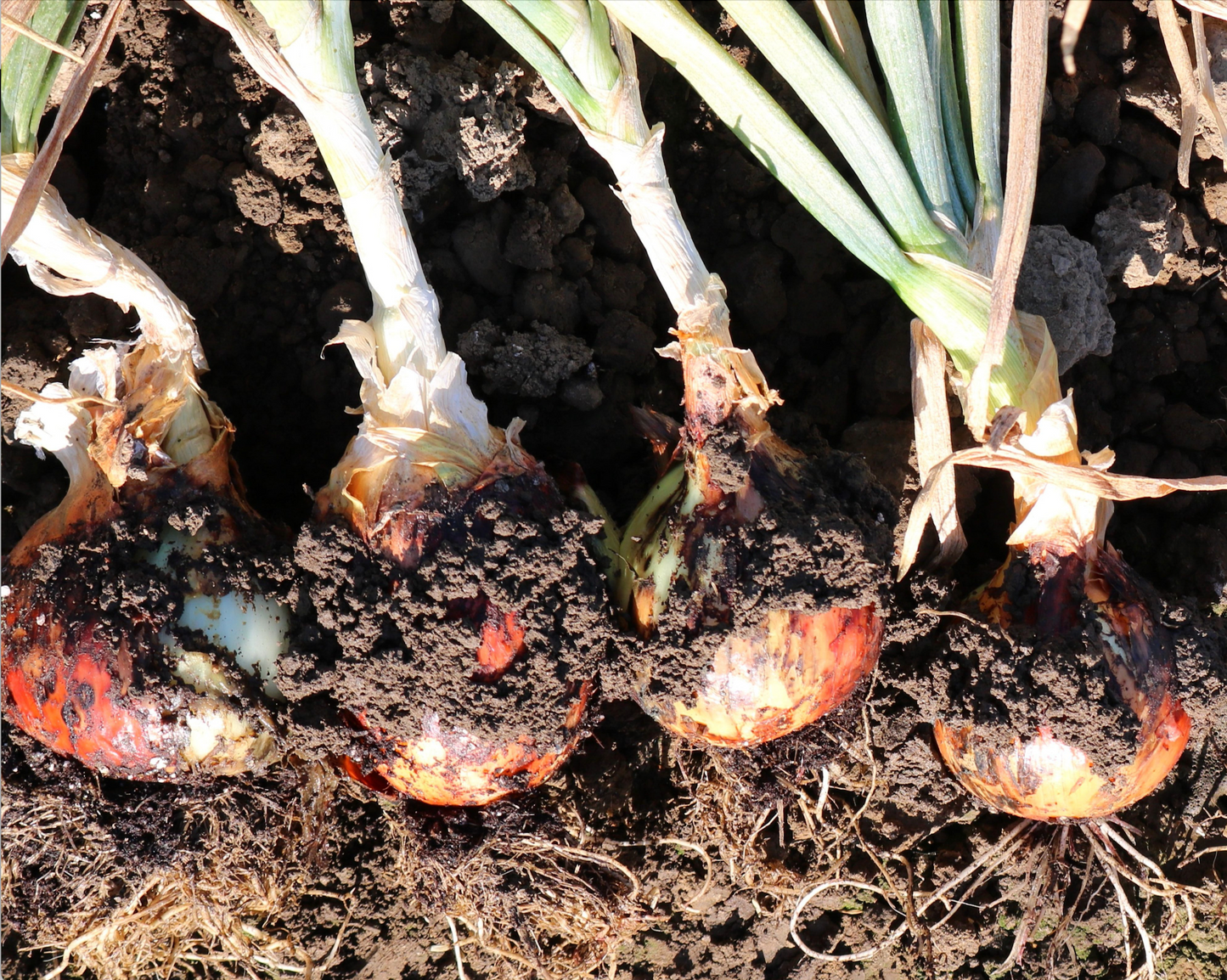 Packet of Seeds 'n Such Candy Hybrid Onion Seeds showing 200 seeds in a colorful packet for planting and gardening.