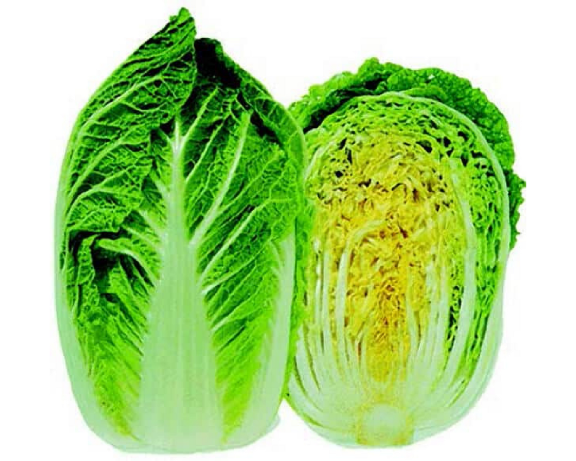 Chinese (Napa) Cabbage (Sui Choy) Seeds - Blessings Grow Meadows