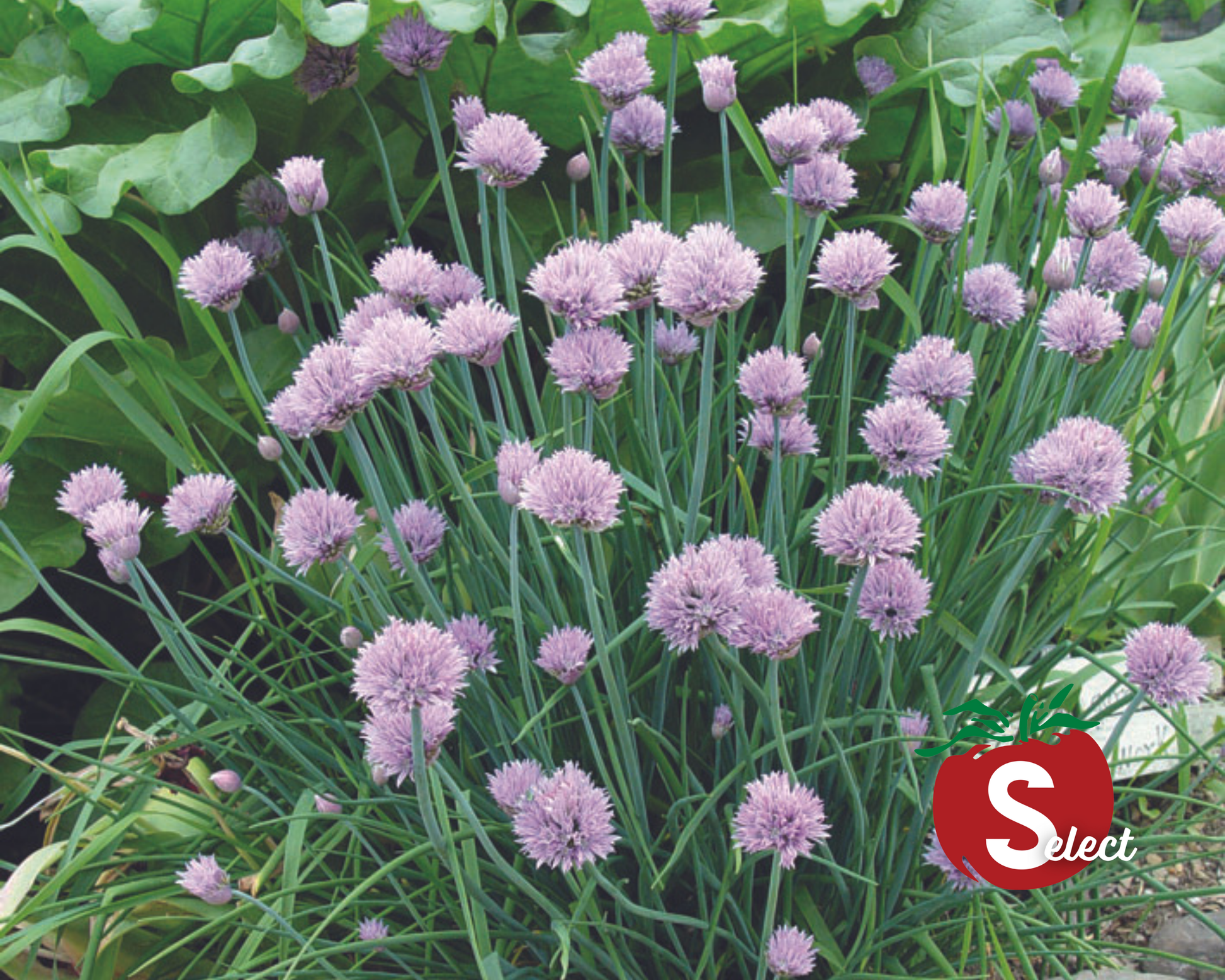 Chive Seeds - Blessings Grow Meadows