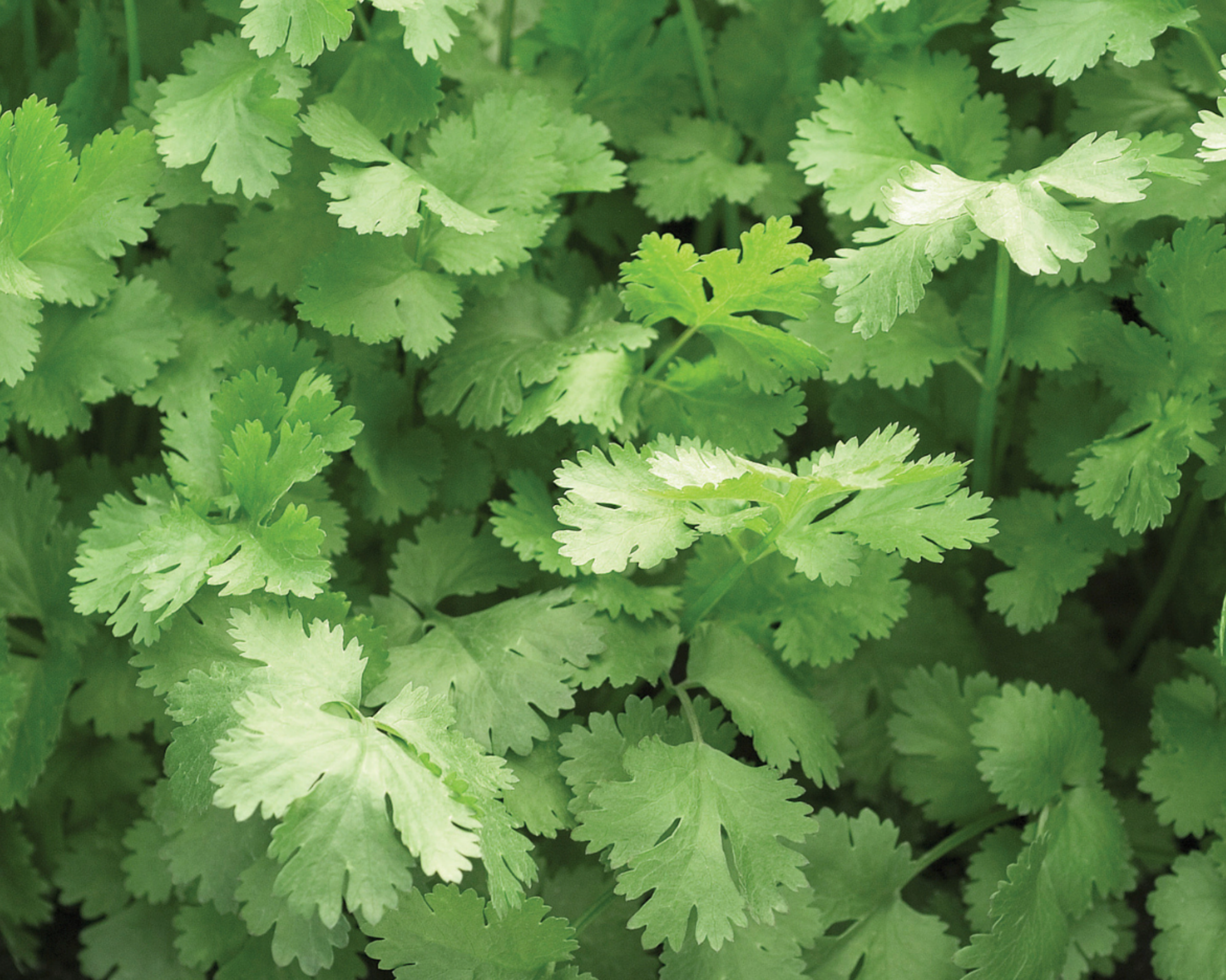 Packet of Seeds 'n Such cilantro or coriander seeds showing small, round seeds in a clear packet.