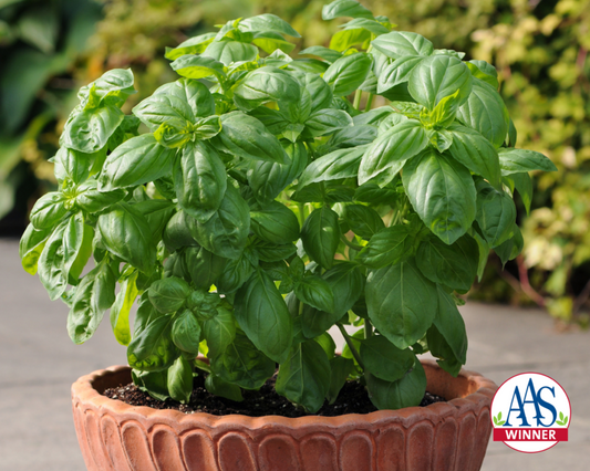 Dolce Fresca Basil Seeds - Blessings Grow Meadows