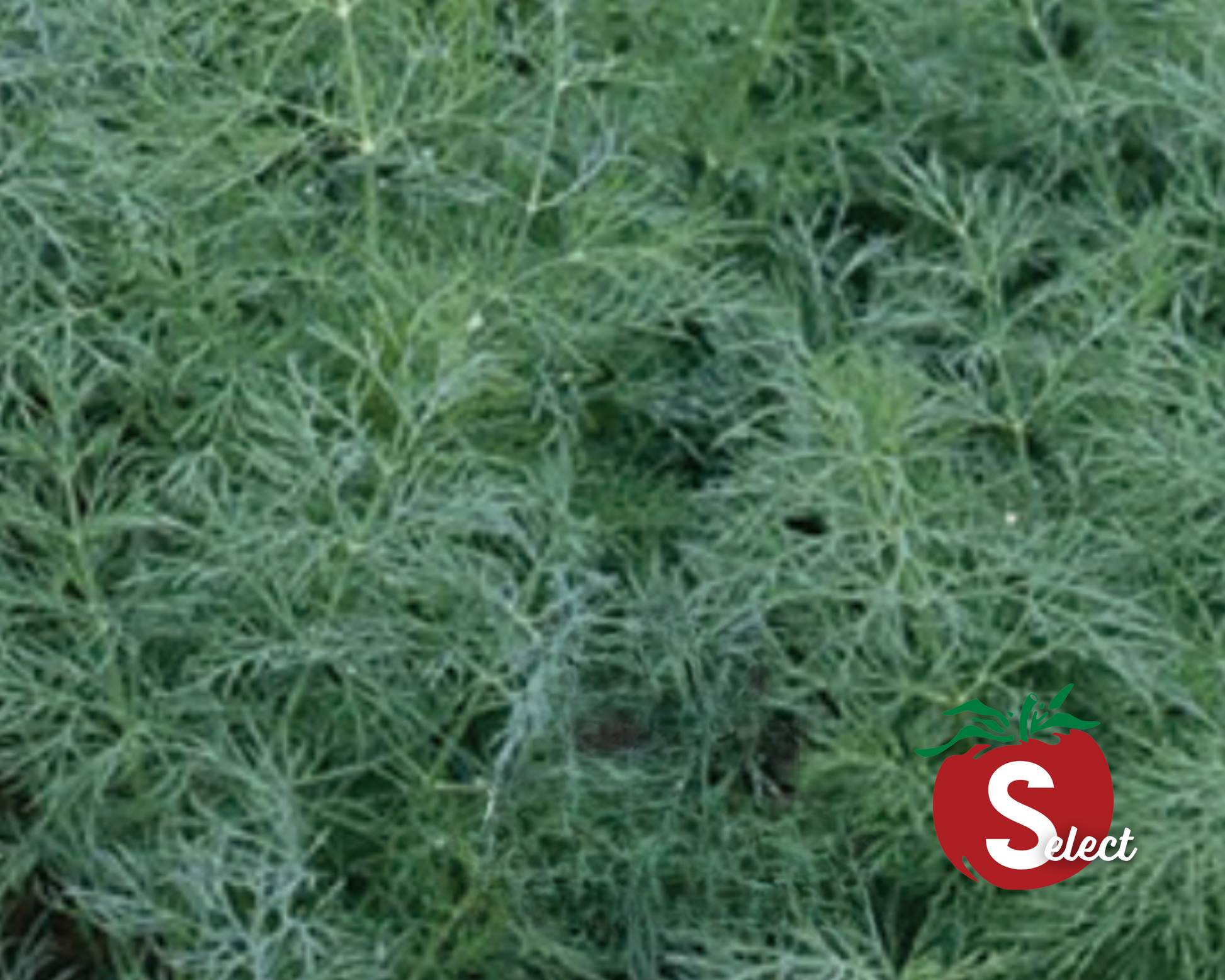 Dukat Dill Seeds - Blessings Grow Meadows