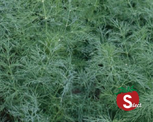 Dukat Dill Seeds - Blessings Grow Meadows