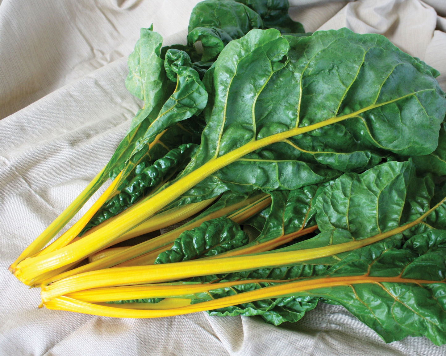 El Dorado Swiss Chard Seeds - Blessings Grow Meadows