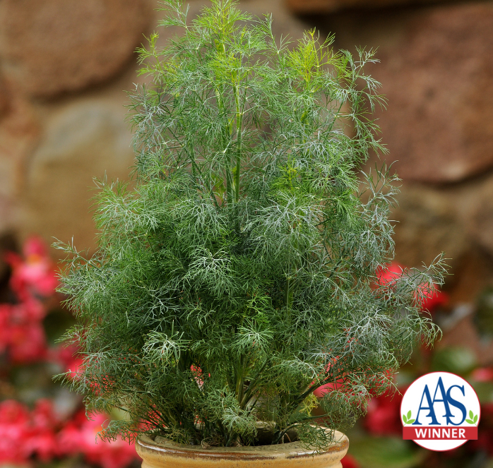 Fernleaf Dill Seeds - Blessings Grow Meadows