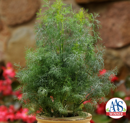 Fernleaf Dill Seeds - Blessings Grow Meadows