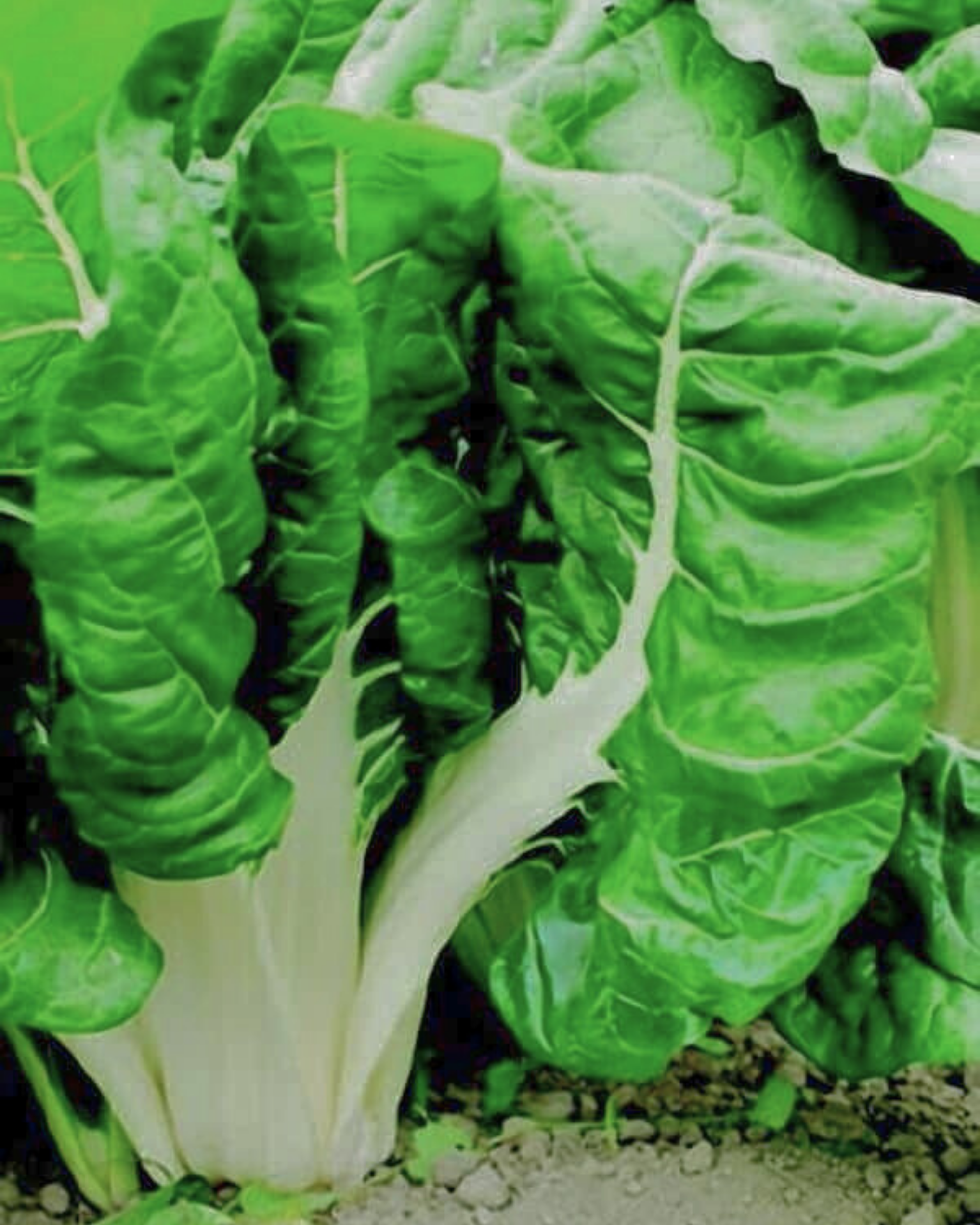 Packet of Seeds 'n Such Fordhook Giant Swiss Chard seeds showing 200 seeds in the packet.