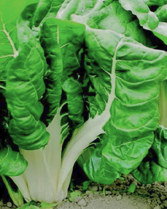Packet of Seeds 'n Such Fordhook Giant Swiss Chard seeds showing 200 seeds in the packet.