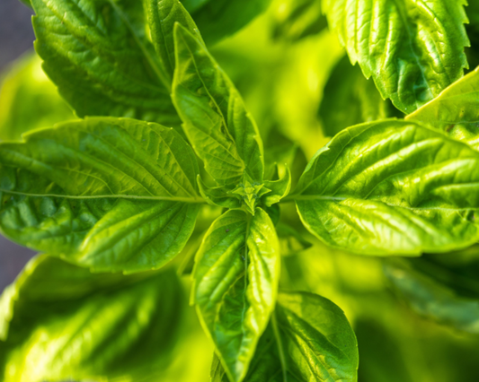 Genovese or Sweet Basil Seeds - Blessings Grow Meadows