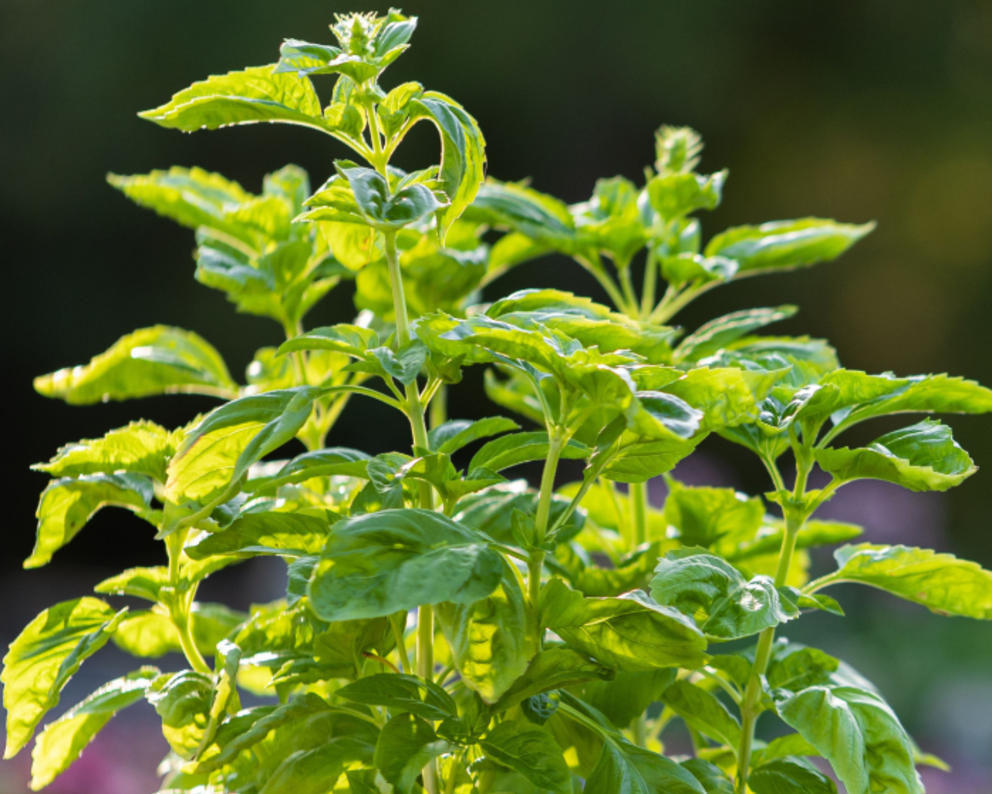 Genovese or Sweet Basil Seeds - Blessings Grow Meadows