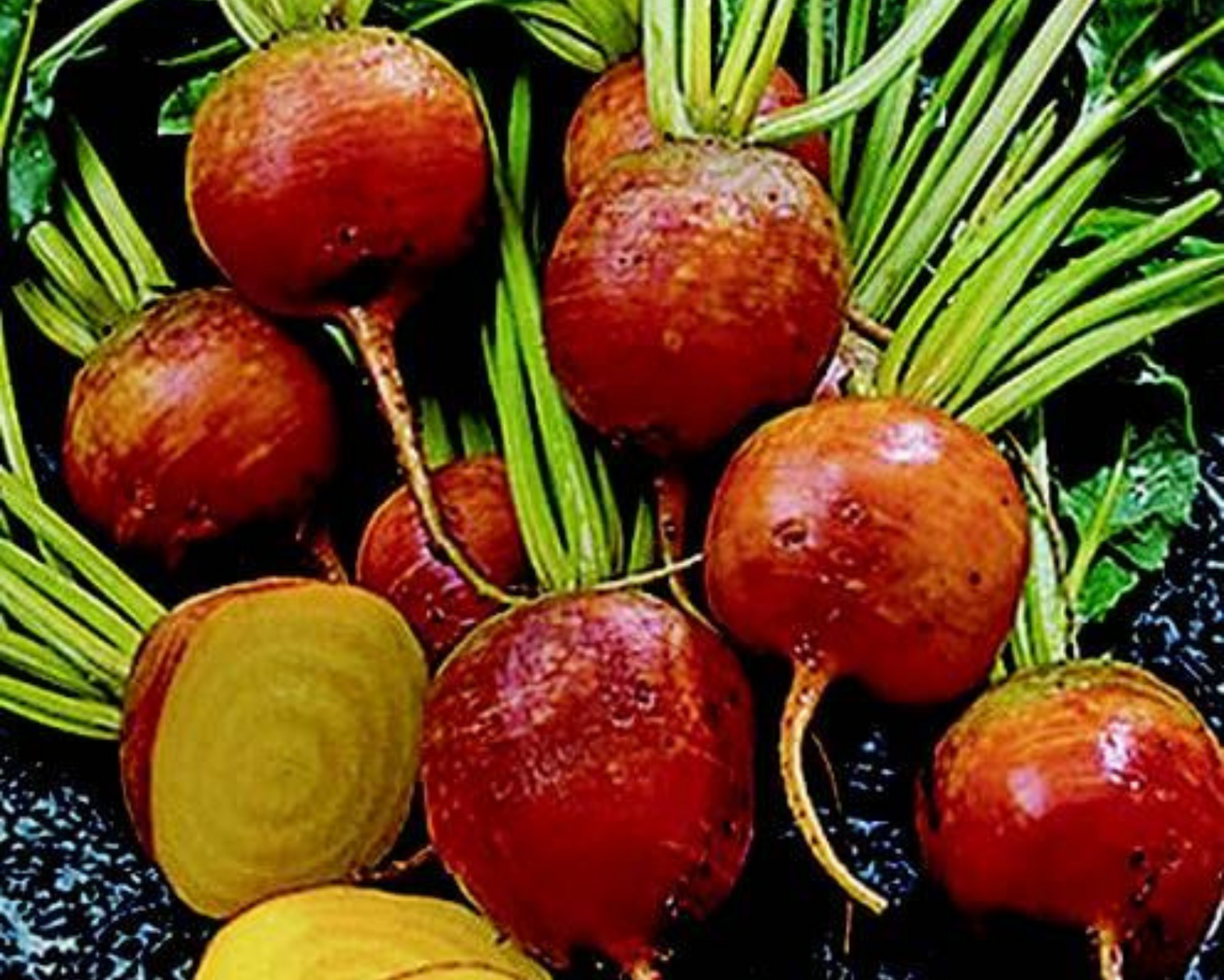 Golden Detroit Beet Seeds - Blessings Grow Meadows