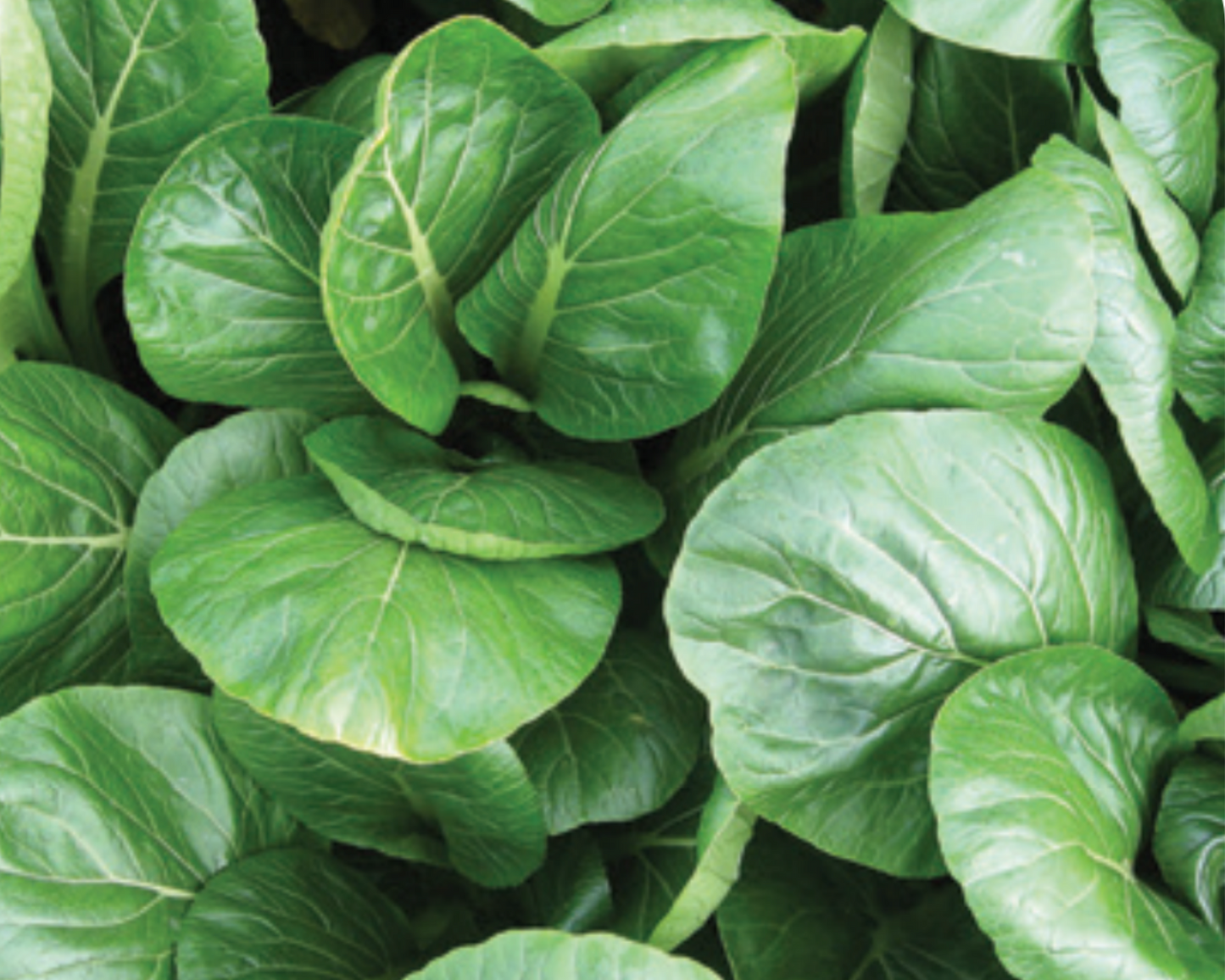 Komatsuna (Japanese Mustard Spinach) Seeds - Blessings Grow Meadows