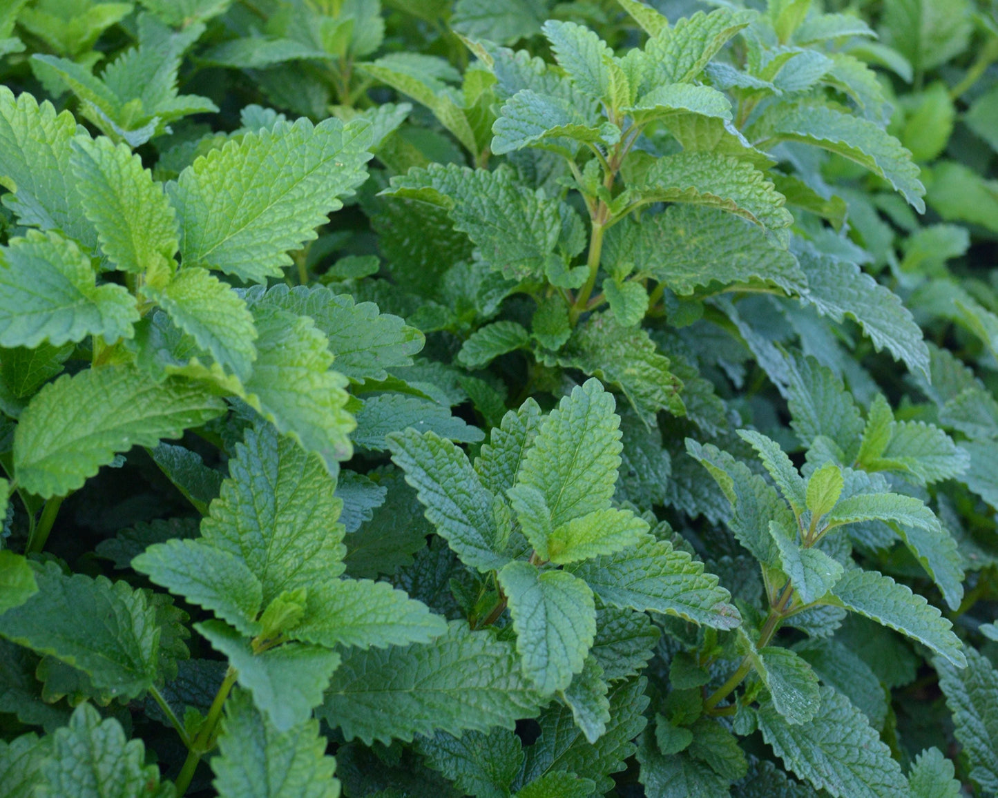Lemon Balm Seeds - Blessings Grow Meadows