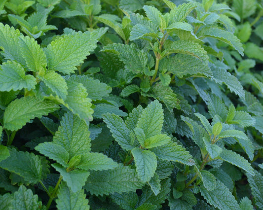 Lemon Balm Seeds - Blessings Grow Meadows