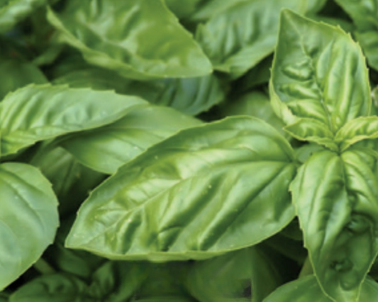 Lemon Basil Seeds - Blessings Grow Meadows