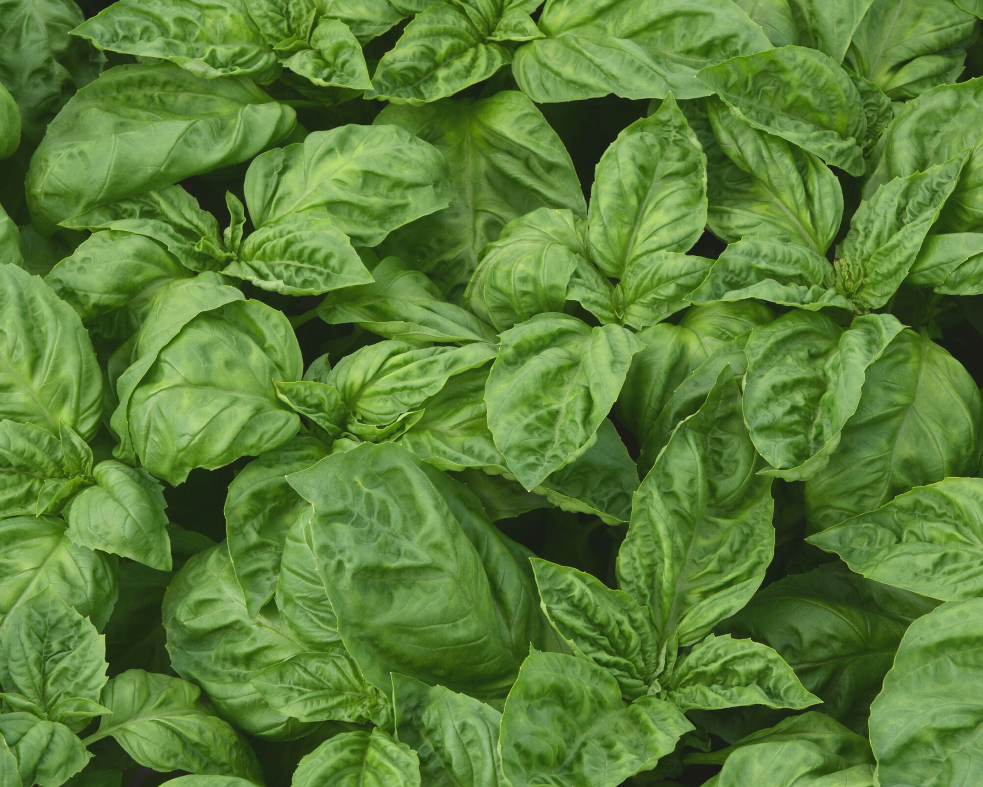 Newton Basil Seeds - Blessings Grow Meadows