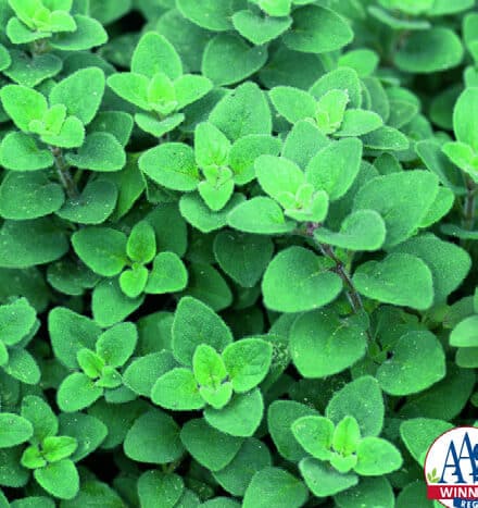 Oregano Seeds, Cleopatra - Blessings Grow Meadows