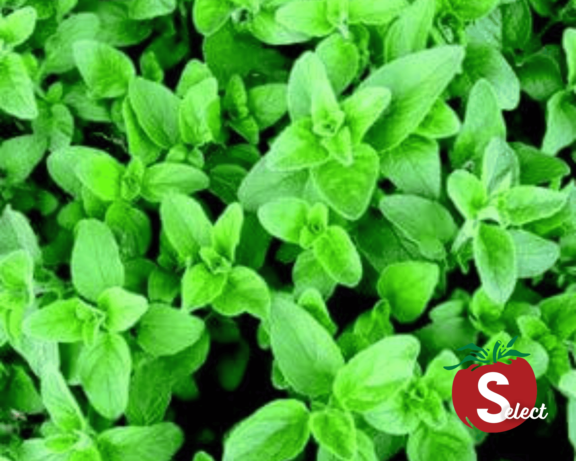 Oregano Seeds, Greek - Blessings Grow Meadows