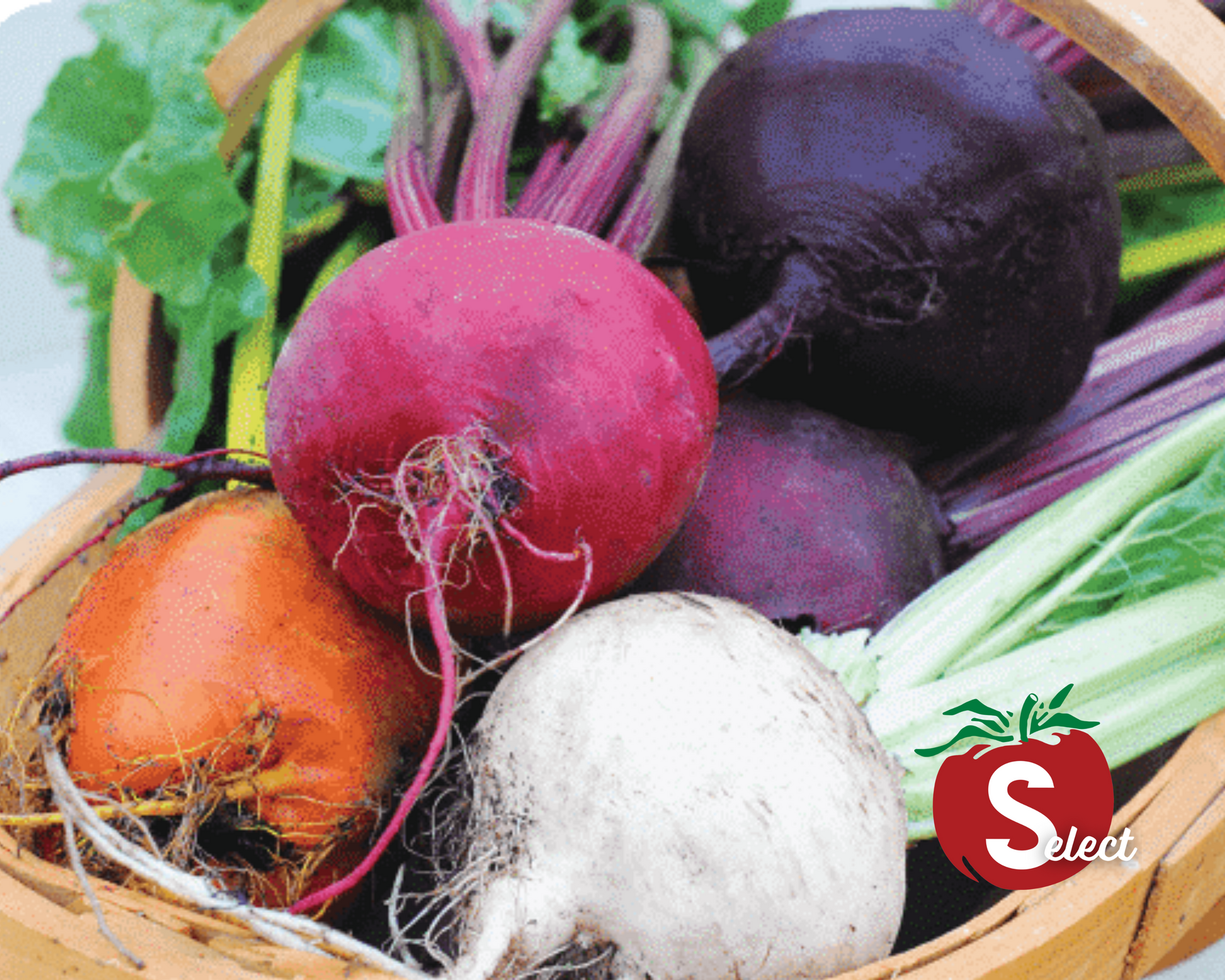 Rainbow Blend Showstopper Beet Seeds - Blessings Grow Meadows