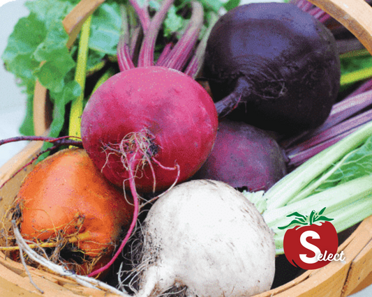 Rainbow Blend Showstopper Beet Seeds - Blessings Grow Meadows