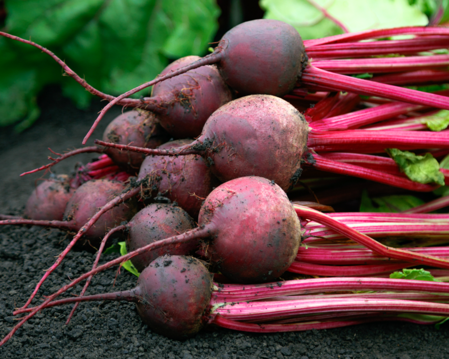 Red Ace Hybrid Beet Seeds packet from Seeds 'n Such showing 200 beet seeds in a bright seed packet.