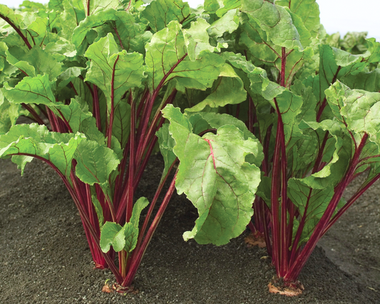 Red Ace Hybrid Beet Seeds - Blessings Grow Meadows