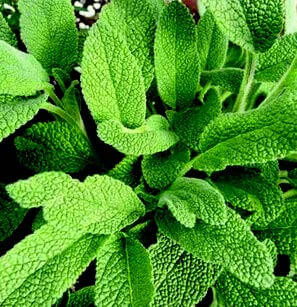 Sage Seeds - Blessings Grow Meadows