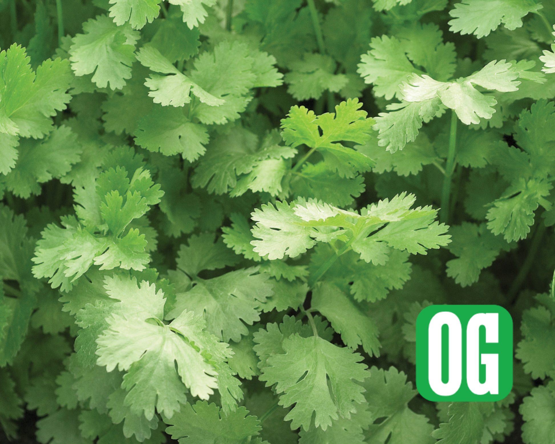 Santo Cilantro Seeds - Blessings Grow Meadows