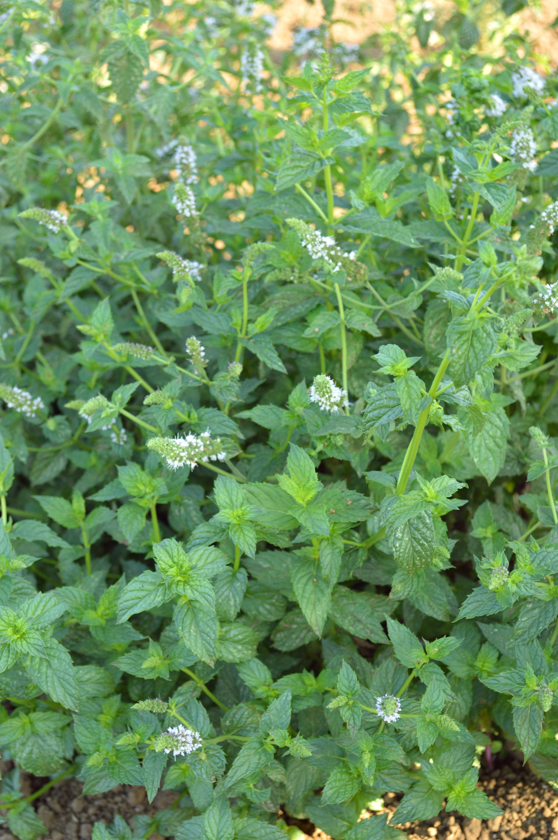 Spearmint Seeds - Blessings Grow Meadows