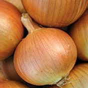 Yellow Sweet Spanish Onion Seeds - Blessings Grow Meadows