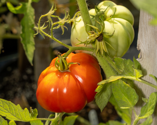 Giant Garden Paste Hybrid Tomato Seeds - Blessings Grow Meadows