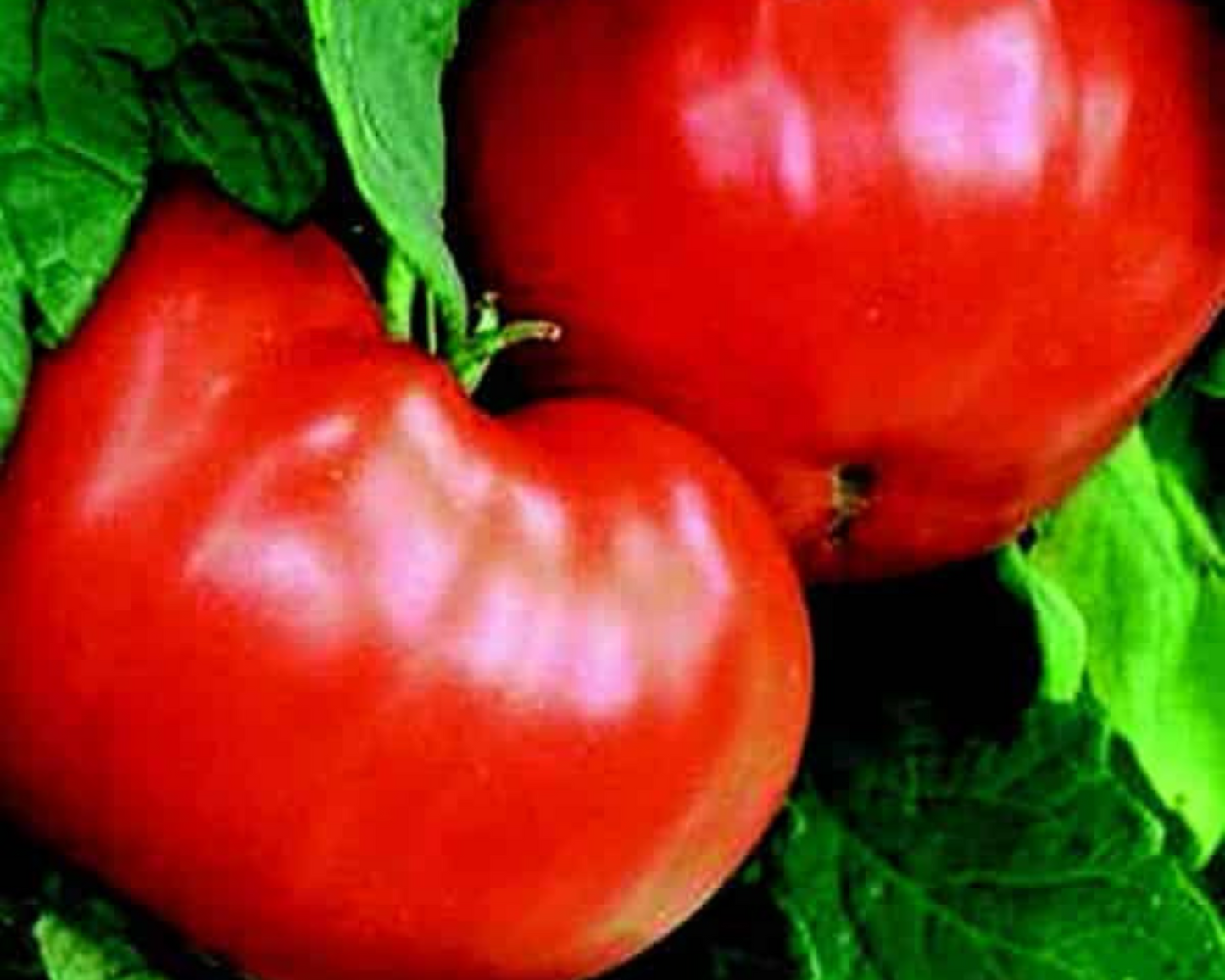 Packet of Goliath Bush Early Hybrid Tomato Seeds by Seeds 'n Such, with 25-30 seeds visible inside the packaging.