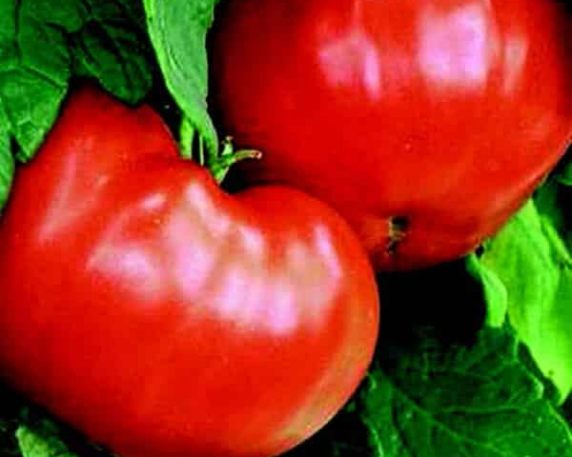 Packet of Goliath Bush Early Hybrid Tomato Seeds by Seeds 'n Such, with 25-30 seeds visible inside the packaging.