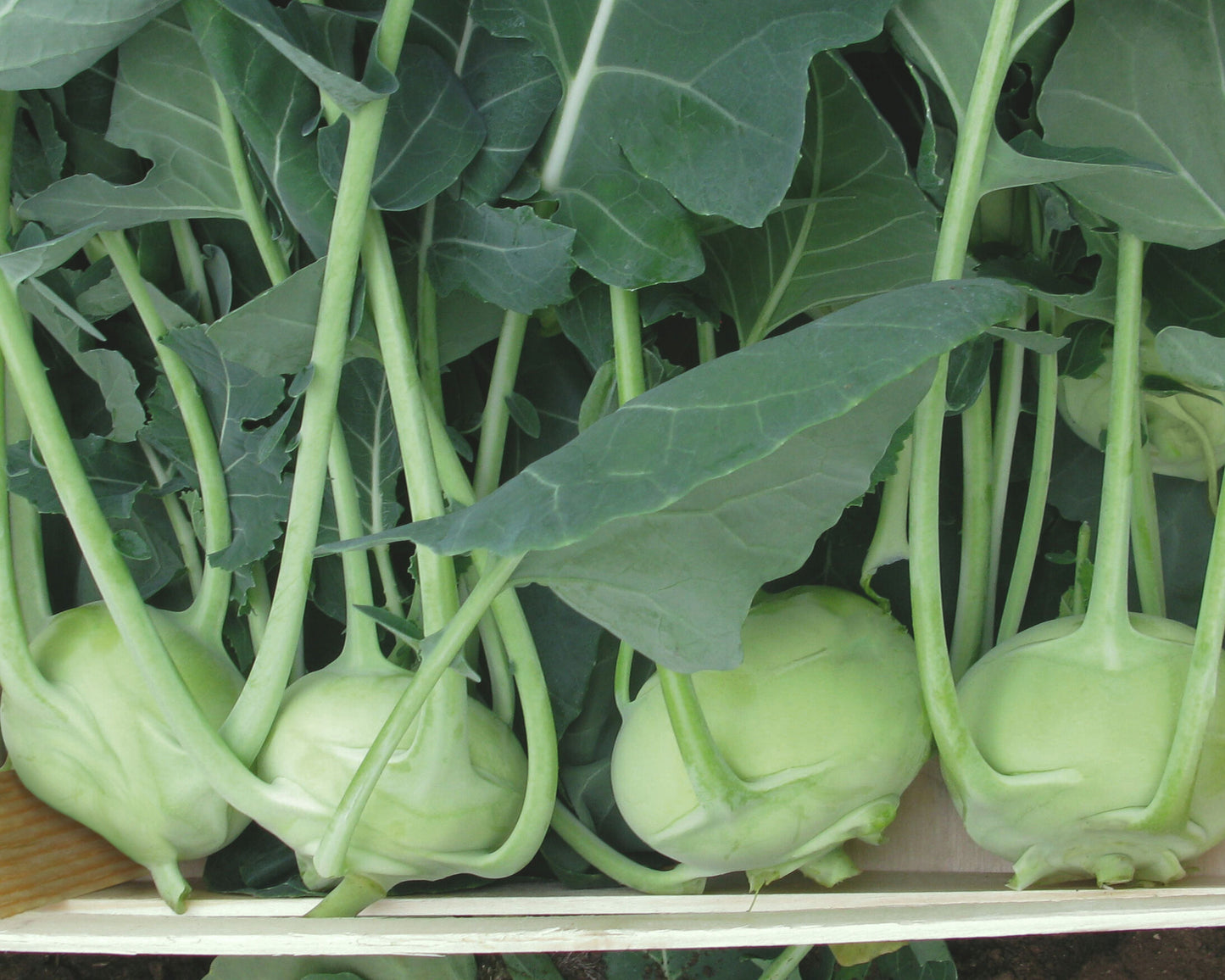 Konan Hybrid Kohlrabi Seeds - Blessings Grow Meadows