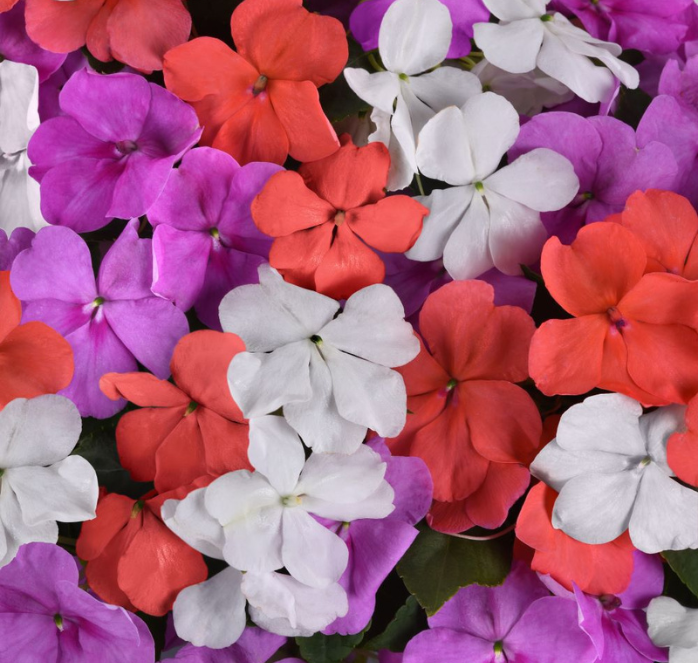 Beacon Pearl Island Mix Impatiens Seeds - Blessings Grow Meadows